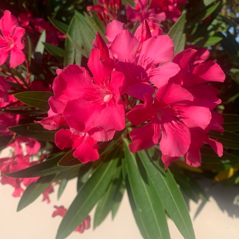 Meet your Posher, Reagan